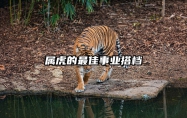 属虎的最佳事业搭档 属虎的事业和什么属相最配