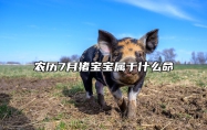 农历7月猪宝宝属于什么命 农历七月的猪宝宝命运如何