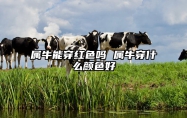 属牛能穿红色吗 属牛穿什么颜色好 属牛人穿红色可以吗