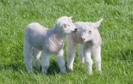 属羊人暗恋一个人的经典表现 怎样和属羊的人相处
