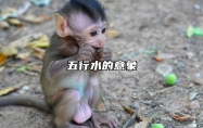 五行水的意象 五行水的意象是什么