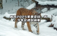 属虎2025家里变故，虎今年会遇到祸事 属虎2022年有大灾吗
