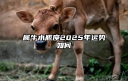 属牛水瓶座2025年运势如何