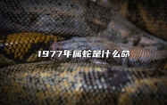 1977年属蛇是什么命 1977年属蛇是什么命男