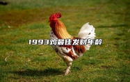 1993鸡最佳发财年龄 93年鸡财运最旺的几年