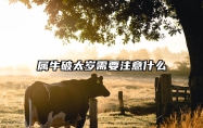 属牛破太岁需要注意什么 2024生肖牛破太岁要注意事项