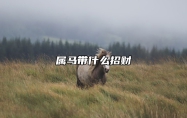 属马带什么招财 属马带什么招财1990年出生的