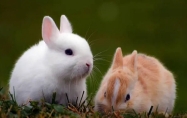 属兔的全部年龄 属兔的年龄大全