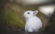 属兔人几时出生苦命 属兔人最苦命出生时辰免费