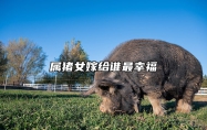 属猪女嫁给谁最幸福 猪女最忌三个属相
