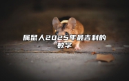 属鼠人2025年最吉利的数字