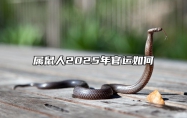 属鼠人2025年官运如何 属鼠人2025年全年运势详解