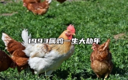 1993属鸡一生大劫年 93年鸡命里有几个儿子