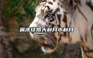 属虎结婚大利月小利月 2021年属虎结婚大利月小利月