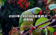 2011年2月20日出生的人命好吗 生辰八字运势查询