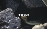 干禄支命 干禄支命纳音身在主旺之地,必有富贵之命运