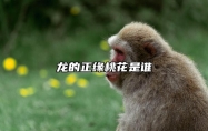 龙的正缘桃花是谁 龙的最佳配偶属相