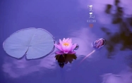 夏至节气的含义是什么 夏至节气的古诗