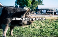 属猪的和什么冤家对头 属猪的和哪个属相犯冲