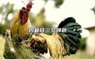 鸡最旺三个颜色 2025属鸡运气最好的三个颜色