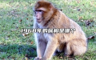 1968年的属相是哪个 1968年的属相是哪个星座