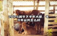 2025属牛下半年大难，牛今年运势怎么样 属牛2025年的运气和财运怎么样