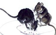 鼠的三合和六个合 鼠的三合和六个合生肖是什么意思