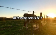 属牛2025年几岁了 1985年生肖牛2025年全年运势