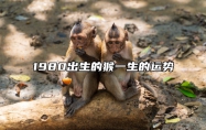 1980出生的猴一生的运势 1980年出生属猴人一生运势