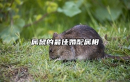 属鼠的最佳婚配属相