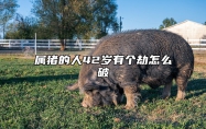 属猪的人42岁有个劫怎么破 2025属猪血光之灾