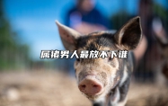 属猪男人最放不下谁 属猪男会轻易放弃一个人吗