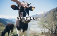 几月牛最有福气 2009年几月牛最有福气
