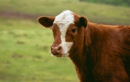 属牛人注定纠缠生肖 属牛人的爱情是怎样的