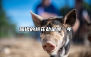 属猪的桃花劫是哪一年 生肖猪的桃花劫是几岁