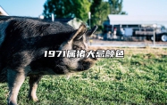 1971属猪大忌颜色 71年属猪人54岁最难熬