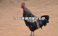 1981年属鸡是什么命 农历1981年属鸡是什么命