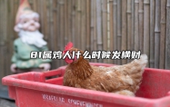 81属鸡人什么时候发横财 1981属鸡人什么时候行大运
