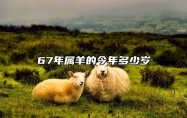 67年属羊的今年多少岁 六七年羊寿命多大