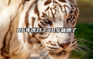 86年虎过了40岁就顺了 1986虎女财运最高峰