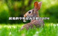 属兔的今年多大岁数2024 属兔的今年多大岁数2024年