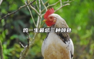 鸡一生最忌三种颜色 属鸡一生忌什么颜色