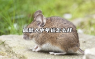 属鼠人中年运怎么样？ 属鼠的人中年享福