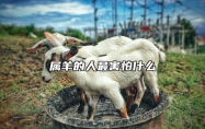属羊的人最害怕什么 属羊最怕什么月份出生
