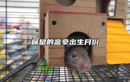 属鼠的富豪出生月份 鼠人几月是富豪