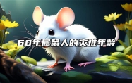 60年属鼠人的灾难年龄 60年属鼠人的灾难年龄是多大