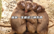 属猴一生最忌三种东西 属猴的人最忌讳什么