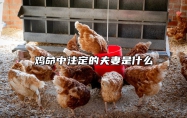 鸡命中注定的夫妻是什么 属鸡人一生正缘已定