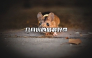 几月份的鼠最好命 几月份的属鼠比较好命