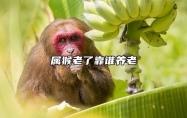 属猴老了靠谁养老 2025属猴人彻底大变